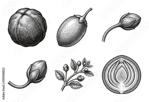 Vintage botanical engraving collection featuring sketches of flower buds, fruit, leaves, and cross sections in a classic woodcut style.