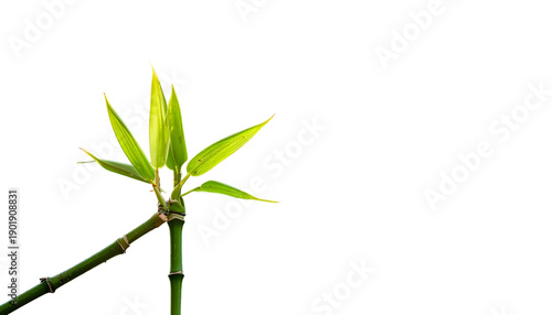 Bamboo Shoot with Green Leaves Growing.