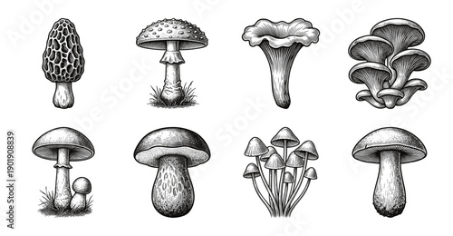 Vintage style botanical collection of mushroom illustrations in black and white woodcut engraving line art style.