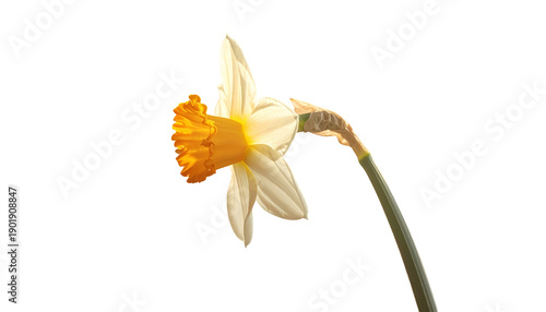 White Daffodil Flower with Orange Center.