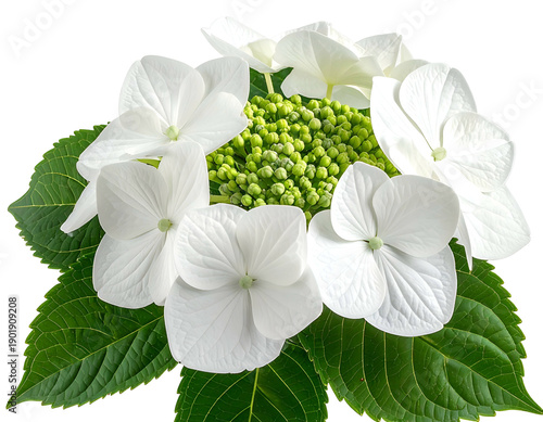 Close-up of white hydrangea blossoms with green center and leaves