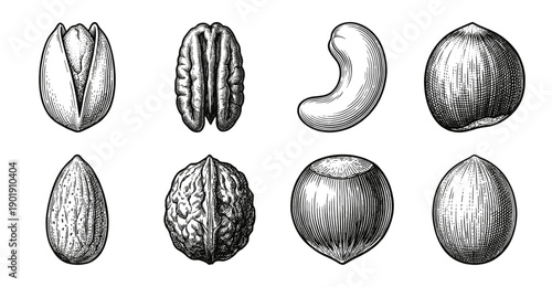 Vintage engraving style collection of assorted nuts including walnut, pistachio, and hazelnut in hand-drawn pen and ink illustration.