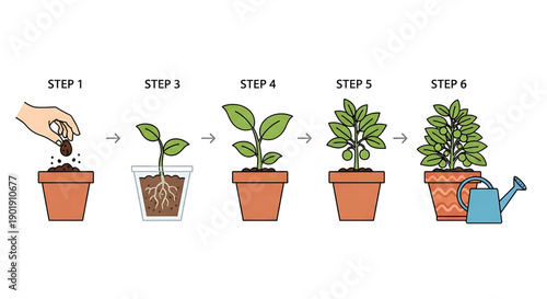 Plant growth stages from seed to mature plant with watering can illustrating gardening process and care
