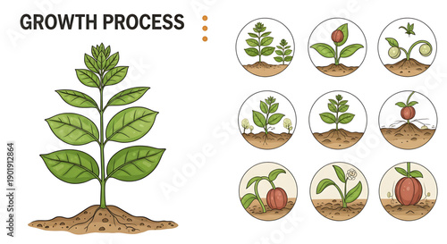 Plant growth stages infographic showing seedling development process