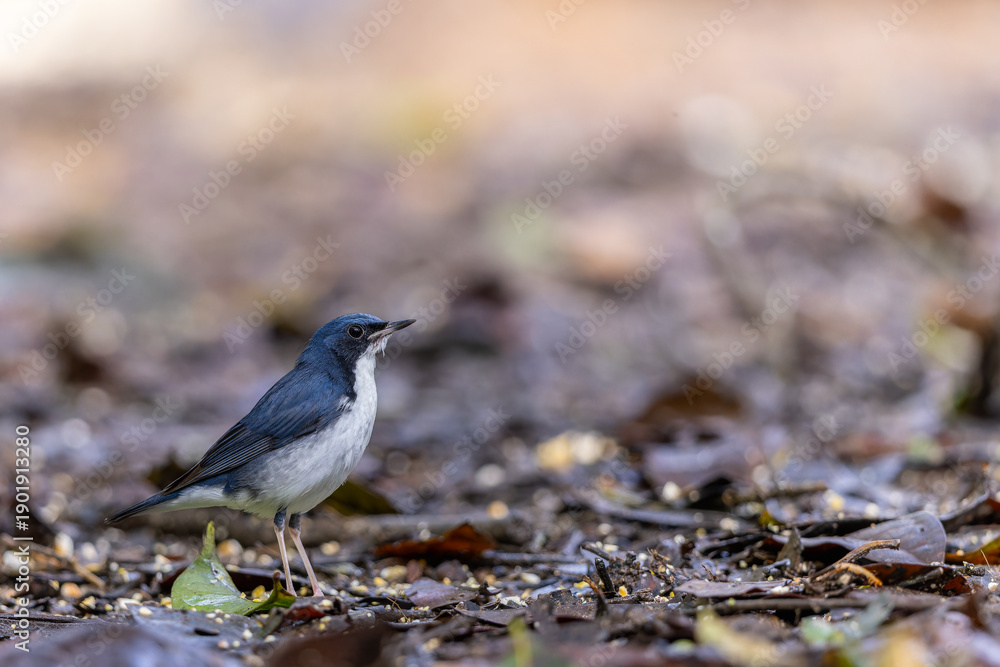 Fototapeta premium Siberian Blue Robin Blue birds found in Sabah, Borneo