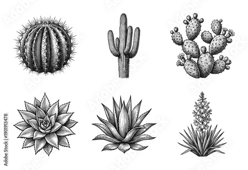 Vintage engraving collection of desert cacti and succulents including saguaro barrel and prickly pear in a detailed woodcut hand drawn style.