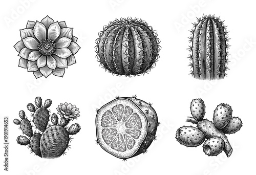Vintage cactus botanical set featuring hand drawn engraving illustrations of prickly pear succulent plants and floral blooms
