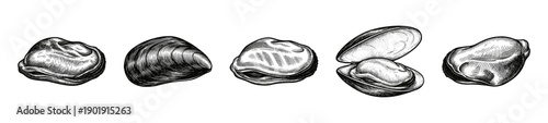 Vintage engraving style collection of mussels and bivalve seashells featuring detailed ink hatching and cross-hatching line art on a white background.