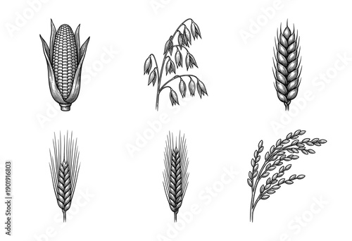 Vintage hand drawn botanical engraving of cereal grains and agricultural crops including corn wheat oats barley and rice in a woodcut sketch style