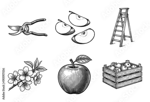 Vintage engraving style apple harvest collection featuring fruit slices, blossoming branch, ladder, pruning shears, and wooden crate.