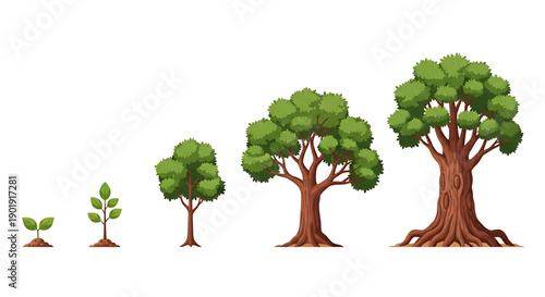 Tree growth stages illustration from sprout to mature tree green leaves brown trunks roots isolated on white background nature development concept