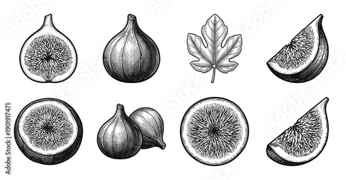 Set of fig fruit illustrations featuring whole fruits, cross-sections, slices, and a leaf in a detailed black and white vintage engraving style