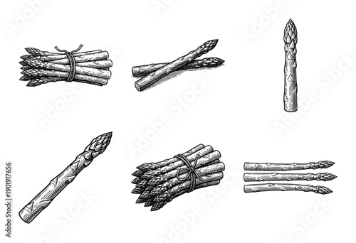 Set of asparagus vegetable sketches in vintage woodcut and engraving style featuring individual stalks and bundled spears