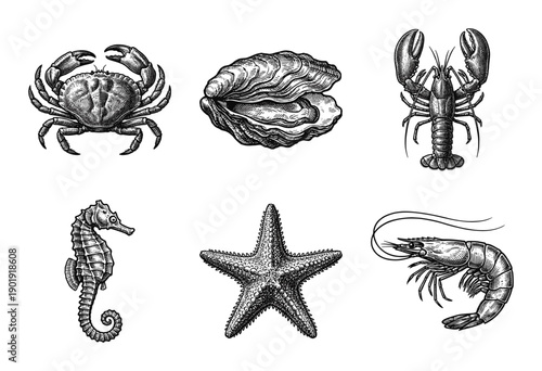Vintage engraving style collection of marine life including crab, oyster, lobster, seahorse, starfish, and shrimp on a white background.