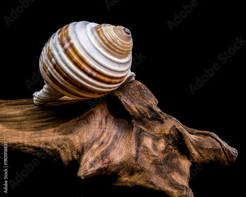 Bilde på lerret Banded Tun Shell Specimen On Weathered Driftwood Surface