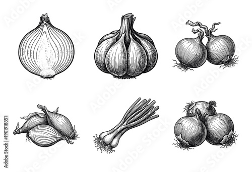 A collection of botanical allium vegetable sketches featuring garlic and various onion varieties in a detailed vintage woodcut line art style.