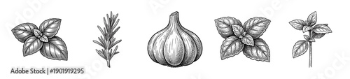 Set of hand drawn culinary herbs and garlic bulb in vintage engraved woodcut style featuring basil rosemary and mint leaves on white.