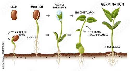 Plant germination process stages from seed to sprout growth