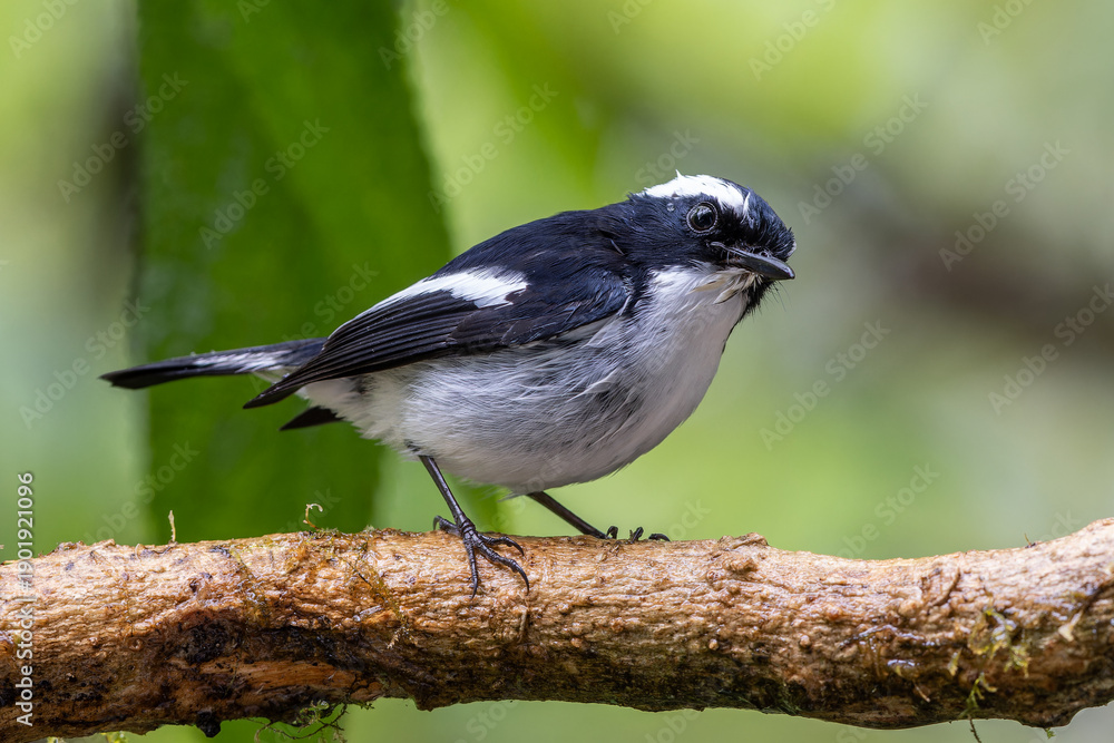 Fototapeta premium Little Pied Flycatcher on perched on a tree branch found in Borneo