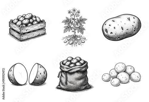 Vintage engraving collection of potato agriculture elements featuring whole tubers, cross sections, a flowering plant, and storage containers in wood and burlap.