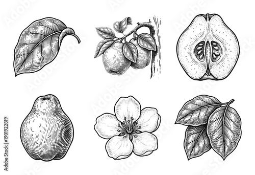 Vintage botanical engraving of quince fruit featuring whole fruit, cross section, flowers, and leaves in detailed black and white etching style.