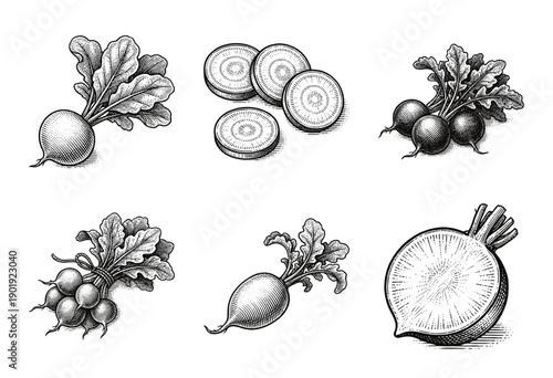 Collection of vintage woodcut style vegetable illustrations featuring whole and sliced radishes and beets for culinary design.