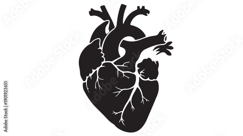 Human Heart Silhouette with Detailed Vasculature in Simple Monochrome Style on White Background for Medical Illustration