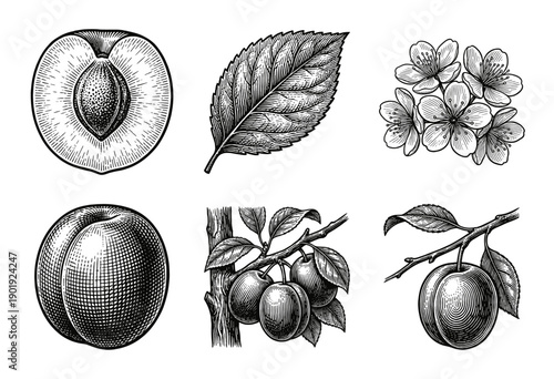 Vintage plum botanical illustration set featuring fruit cross sections, leaves, blossoms, and branches in a hand drawn woodcut engraving style.