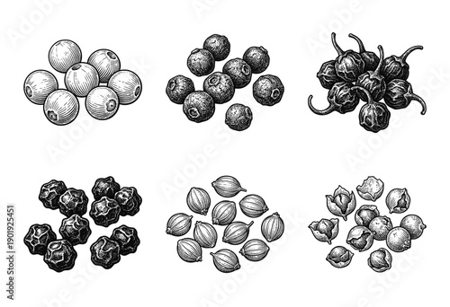 Vintage engraving style collection of assorted spice peppercorns and seeds including black pepper and coriander on a white background.