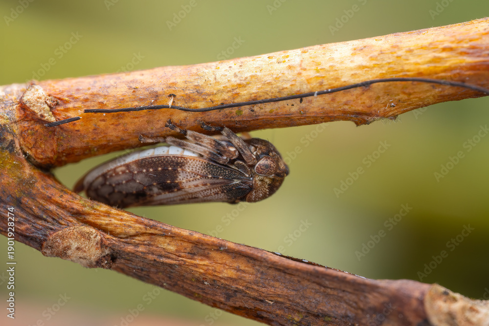 Obraz premium Marco image of tiny leafhooper of Sabah, Borneo