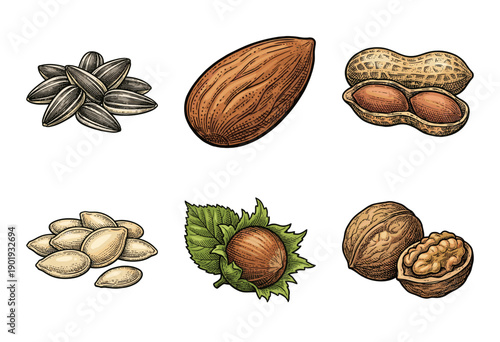 A collection of assorted nuts and seeds including almonds, walnuts, and sunflowers in a hand-drawn vintage engraving style.