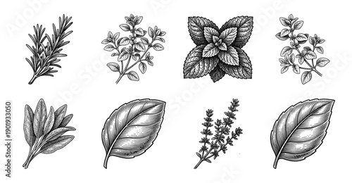 Collection of culinary herb sketches including rosemary basil mint and thyme in a vintage woodcut engraving style