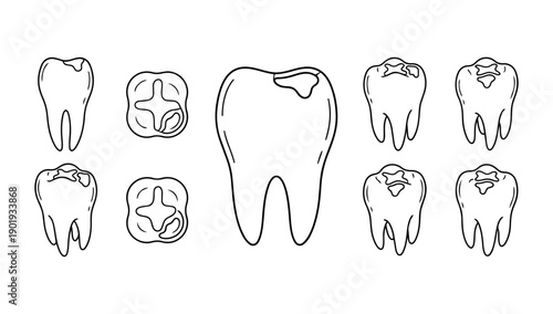 Vector illustrations of teeth used as dental icons, educational diagrams, oral health graphics, and medical reference design elements