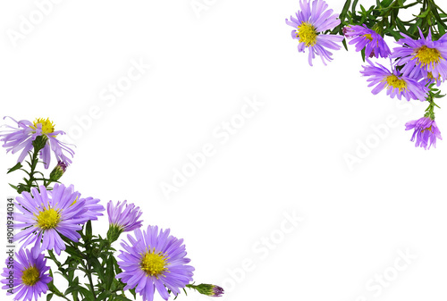 Corner arrangements with purple aster amellus flowers isolated on white or transparent background