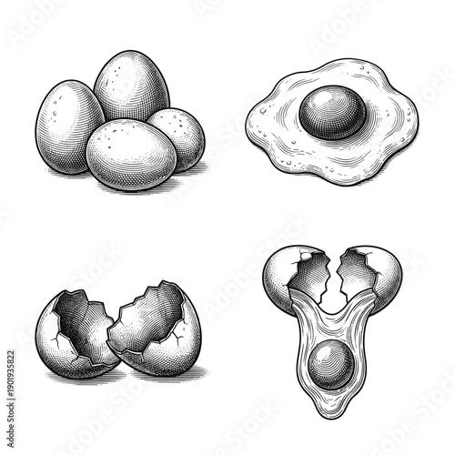 Vintage engraving style collection of chicken eggs featuring whole eggs, cracked shell, fried egg, and egg being cracked open