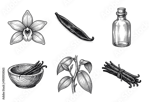 Vintage engraving style vanilla set featuring orchid flowers, dried seed pods, organic leaves, extract bottle, and bundled beans for culinary design.