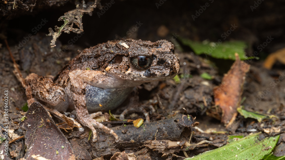 Fototapeta premium Macro image of Kinabalu Slender Litter Frog - Leptolalax arayai