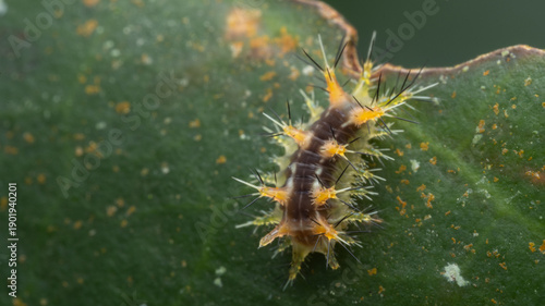 Fotografia Beautiful stinging nettle slug caterpillar