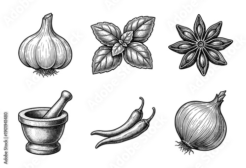 Collection of culinary herbs and spices including garlic onion chili and star anise in vintage woodcut engraving style