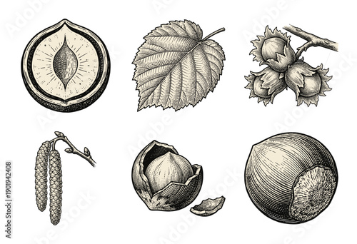 Vintage hazelnut botanical collection featuring hand drawn ink illustrations of nuts shells leaves and catkins in a woodcut engraving style.