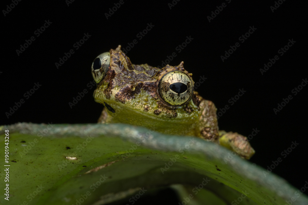 Fototapeta premium Beautiful Nature image of Mossy Frog of Borneo standing on green leaf