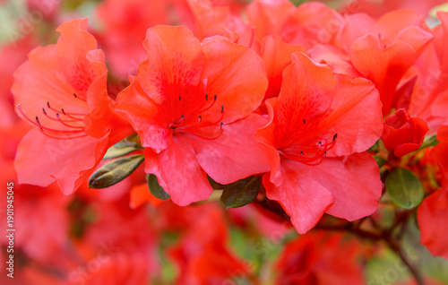 Red rhododendron petals, selective focus