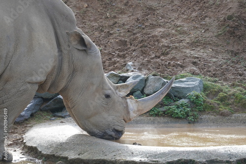 White rhinoceros