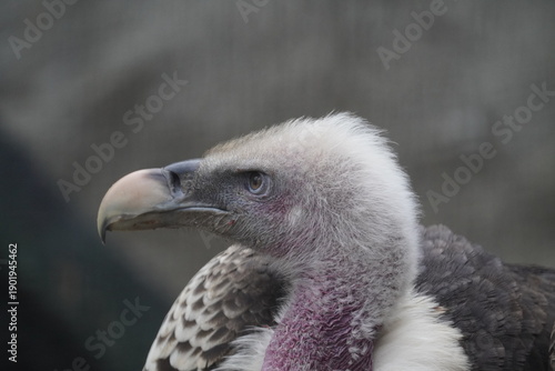 Rüppell's vulture