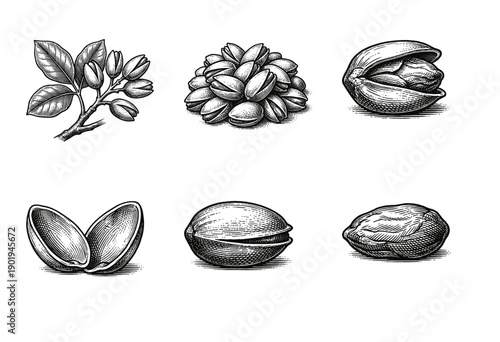 Collection of pistachio nut illustrations featuring botanical branches and shelled kernels in a vintage woodcut engraving style.
