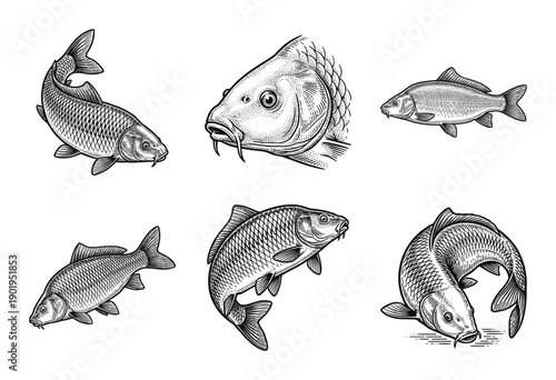 Collection of common carp fish illustrations in vintage woodcut engraving style featuring various swimming poses and detailed head profiles.
