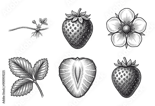 Vintage strawberry botanical illustration set featuring fruit cross section blossom and foliage in detailed woodcut engraving style.