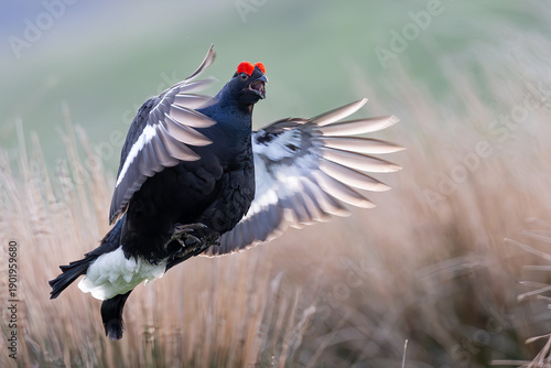 A black grouse with bright red wattles above its eyes displays its plumage and calls out during its mating ritual in a field of dry grass.