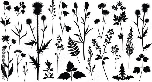 Wildflower and meadow plant silhouettes collection, botanical leaves and herbs set, black and white nature vector illustration