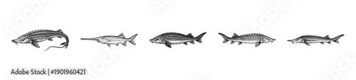 Set of vintage engraving illustrations featuring various sturgeon and paddlefish species in a realistic scientific sketch style